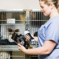 Vet-with-Pets-in-cages